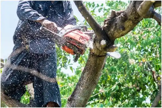 tree services Mannington